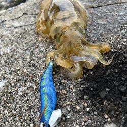 秋イカ釣り