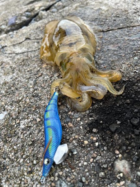 秋イカ釣り