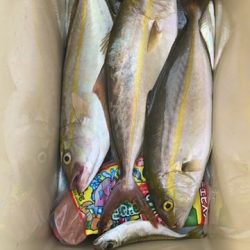 ライトショアジギング