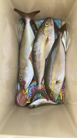 ライトショアジギング