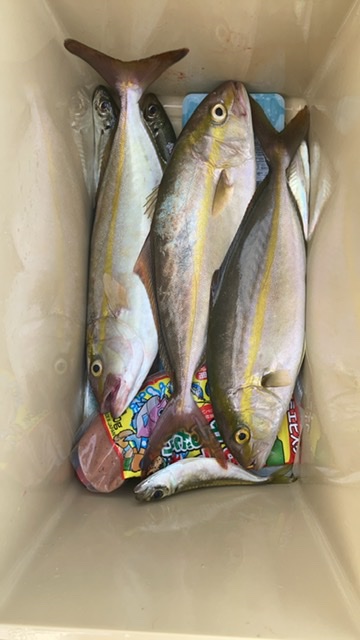 ライトショアジギング