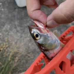 ウルトラライトジギング