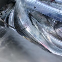 ショアジギングで太刀魚GET