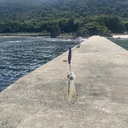 今年初エギング