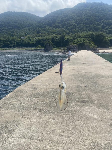 今年初エギング