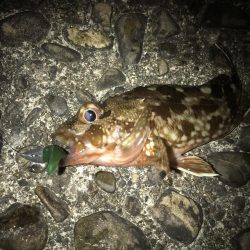 ライトワインドでガシラGET