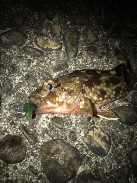 ライトワインドでガシラGET