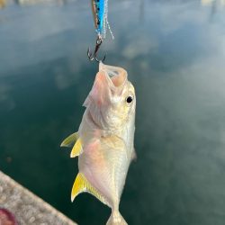 トップアジング