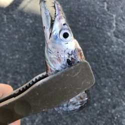 朝の太刀魚ラッシュ