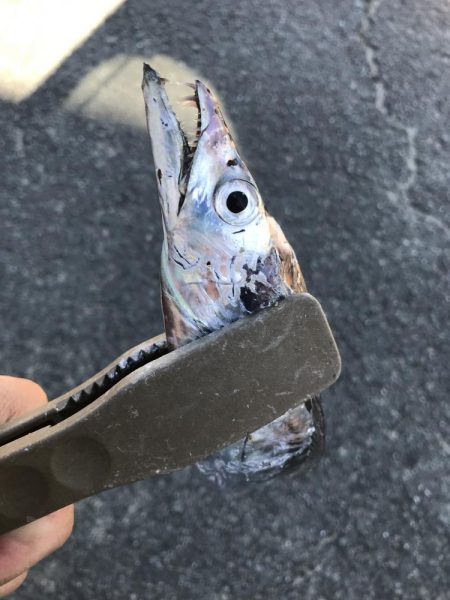 朝の太刀魚ラッシュ