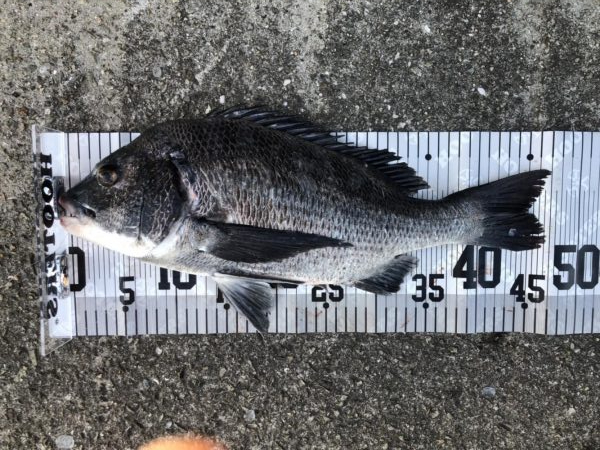 イチノ兄弟、釣果！