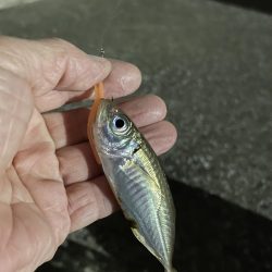 サバゲー時々豆アジング