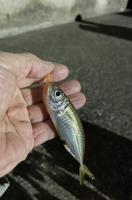 サバゲー時々豆アジング