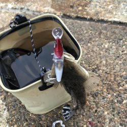 アオリイカが釣れないので魚を狙いました。