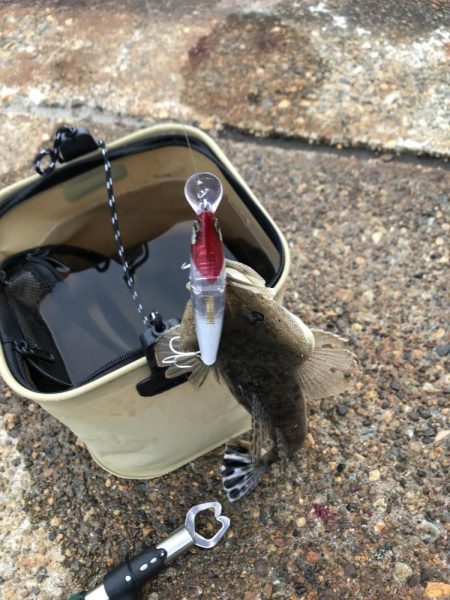 アオリイカが釣れないので魚を狙いました。