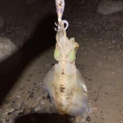 サーフエギング