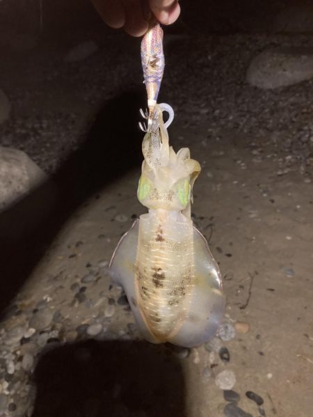 サーフエギング