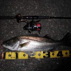 やはり見えている魚は釣れない…