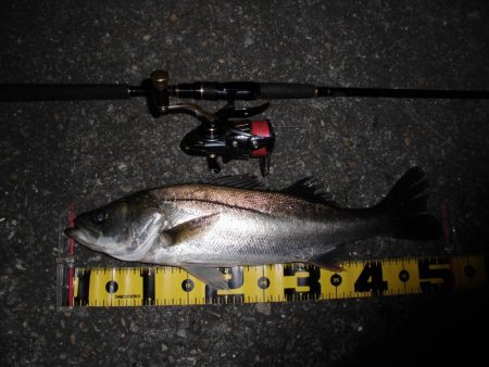 やはり見えている魚は釣れない…