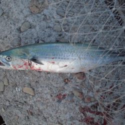 夕方のショアジギ