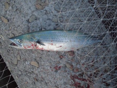 夕方のショアジギ