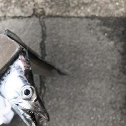 朝の太刀魚釣り
