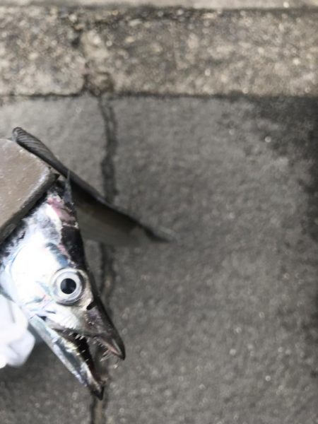 朝の太刀魚釣り