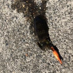 朝マヅメエギング