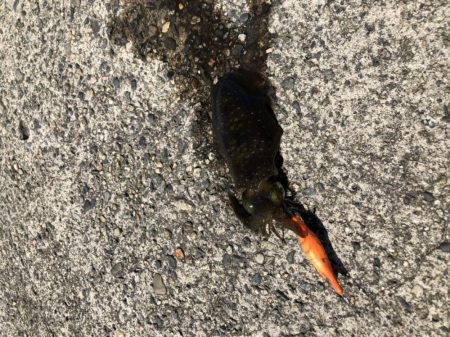 朝マヅメエギング