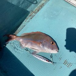 蒲生田周辺でシオ