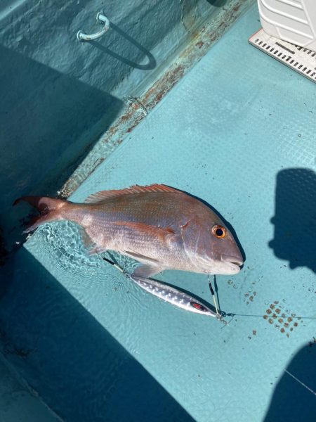 蒲生田周辺でシオ