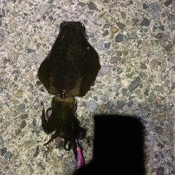 ナイトエギング