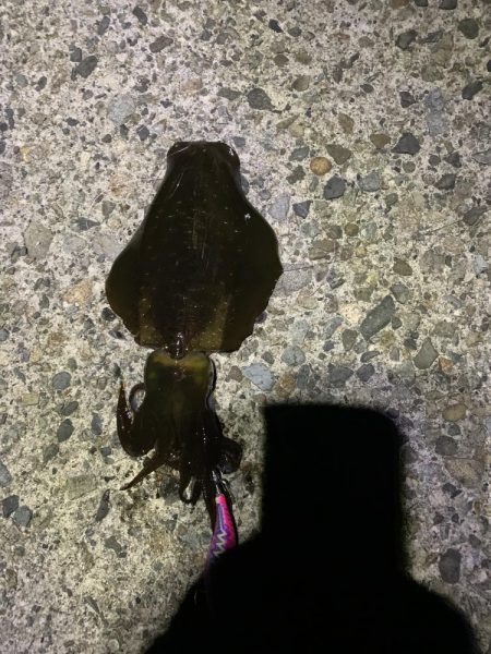 ナイトエギング