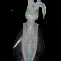 十五夜 満月エギング