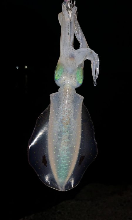 十五夜 満月エギング