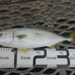 うっかり青物ゲット