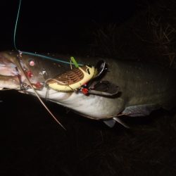 いよいよシーズン終盤のナマズ