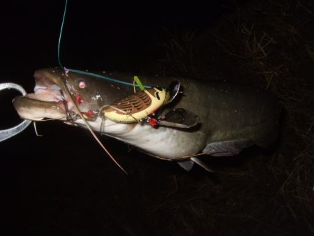 いよいよシーズン終盤のナマズ