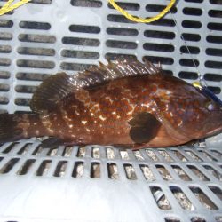 青物は不発でしたが