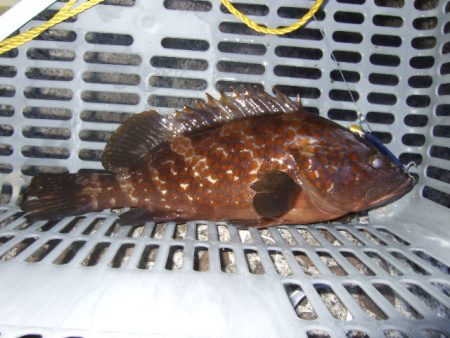 青物は不発でしたが