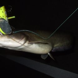 まだ水量が多い