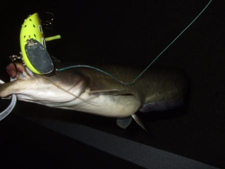 まだ水量が多い