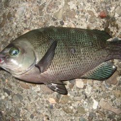 太刀魚不発で…