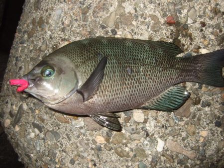 太刀魚不発で…