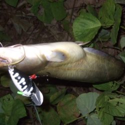 浅いバイトに苦戦