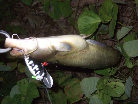 浅いバイトに苦戦