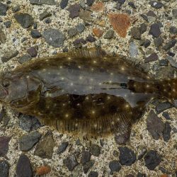 マゴ・ヒラ　フィッシング