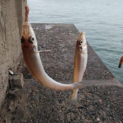 雨の播磨新島釣行