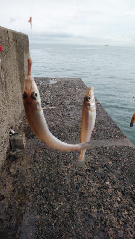雨の播磨新島釣行