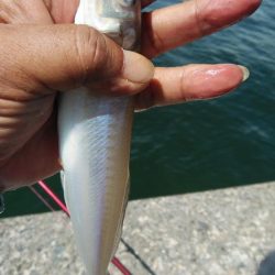 久しぶりの播磨新島釣行